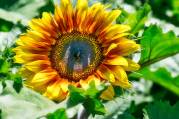 Sunflower magic!