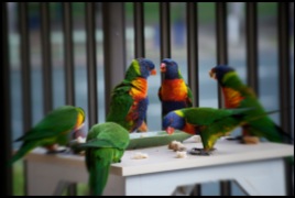Lorikeets having a chat while eating.