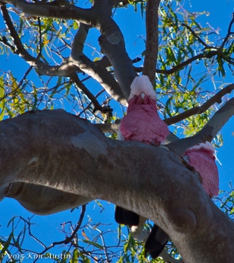 A couple of galahs watching over the world together.